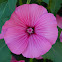 Annual Mallow