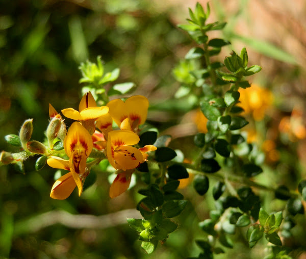 Golden Bush Pea Project Noah 0443