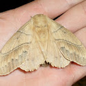 Moth