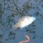 White perch