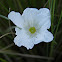 Chucho blanco