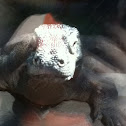 Komodo dragon