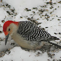 Red-bellied Woodpecker