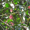 Jerdon's chloropsis