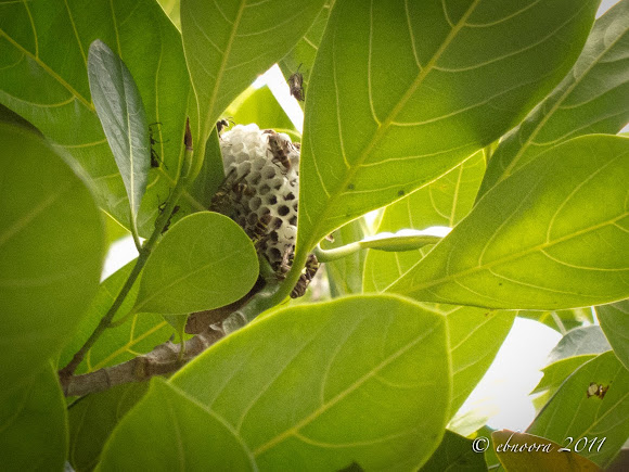 Spotting Image 1