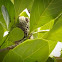 Paper Wasp