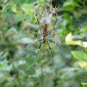 Golden orb-web spider or Giant wood Spider