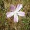 Malva