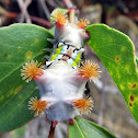 Mottled cup moth