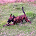 "Piga" (gossa domèstica)