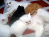 Gatos Persas