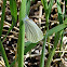 Mustard White