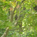 Gray Catbird