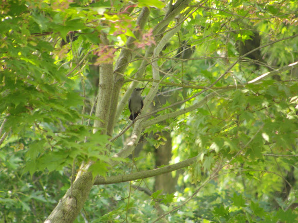 Spotting Image 1