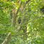 Gray Catbird