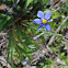 Blue-eyed Grass