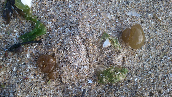 Spotting Image 1