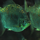 Man-eating Piranha