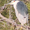Night Heron