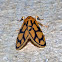 Footman Moth