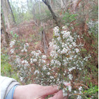 Uz branca; tree heath; Brezo Blanco