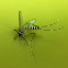 Asian Tiger Mosquito