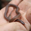 Eastern Worm Snake