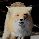 Red Fox