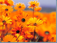 GoogleDesktopPhotosPluginWallpaper