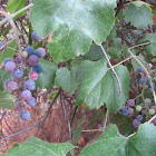 California Wild Grape
