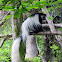 Black-and-white Colobus