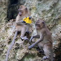 monkey