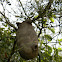 Asispero de barro -  Mud wasps