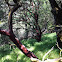 Manzanita