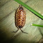 Pillbug 