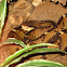 Bushmaster