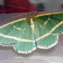 Emerald Moth