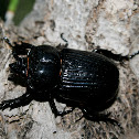 Triceratops Beetle