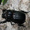 Triceratops Beetle