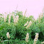 White Profusion Butterfly Bush