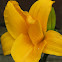 Daylily
