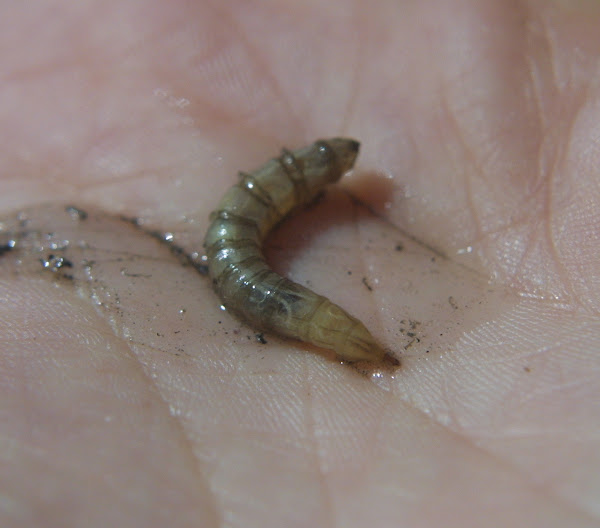 Horse Fly Larva Project Noah