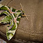 Oleander Hawk-moth
