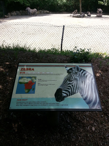 Zebra Exhibit