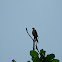 Shikra