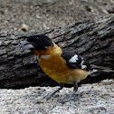 Black-headed Grosbeak