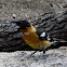 Black-headed Grosbeak