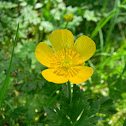 Creeping Buttercup