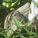 painted turtles