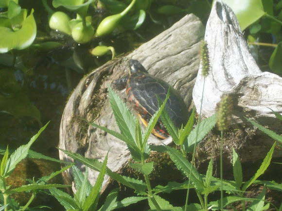 Spotting Image 1